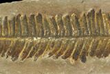 Fossil Fern (Pecopteris) - Mazon Creek #121005-1